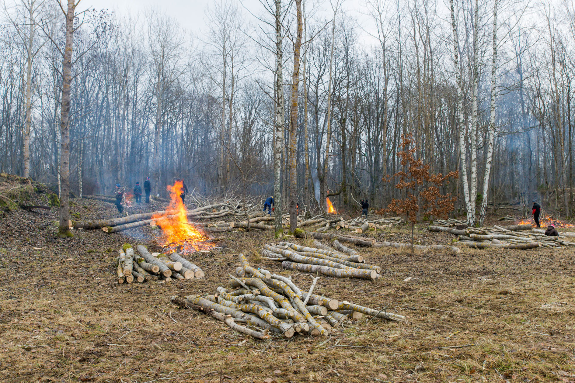 20151128-Tohvri-239.jpg - 28. november 2015. Tohvri rannapatarei talgud