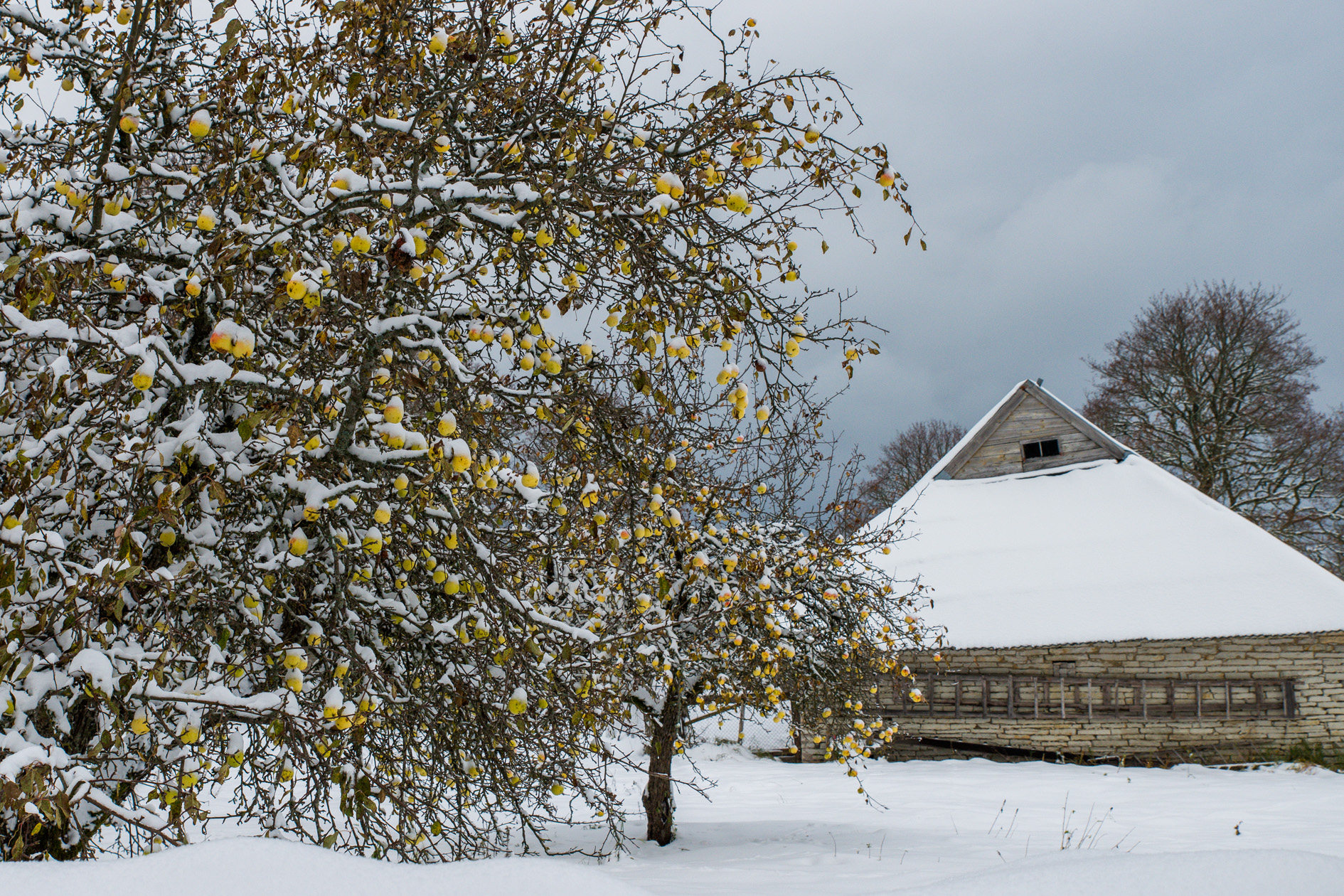 20161104-059-Igakyla.jpg - 4.11.2016. Muhu Igaküla
